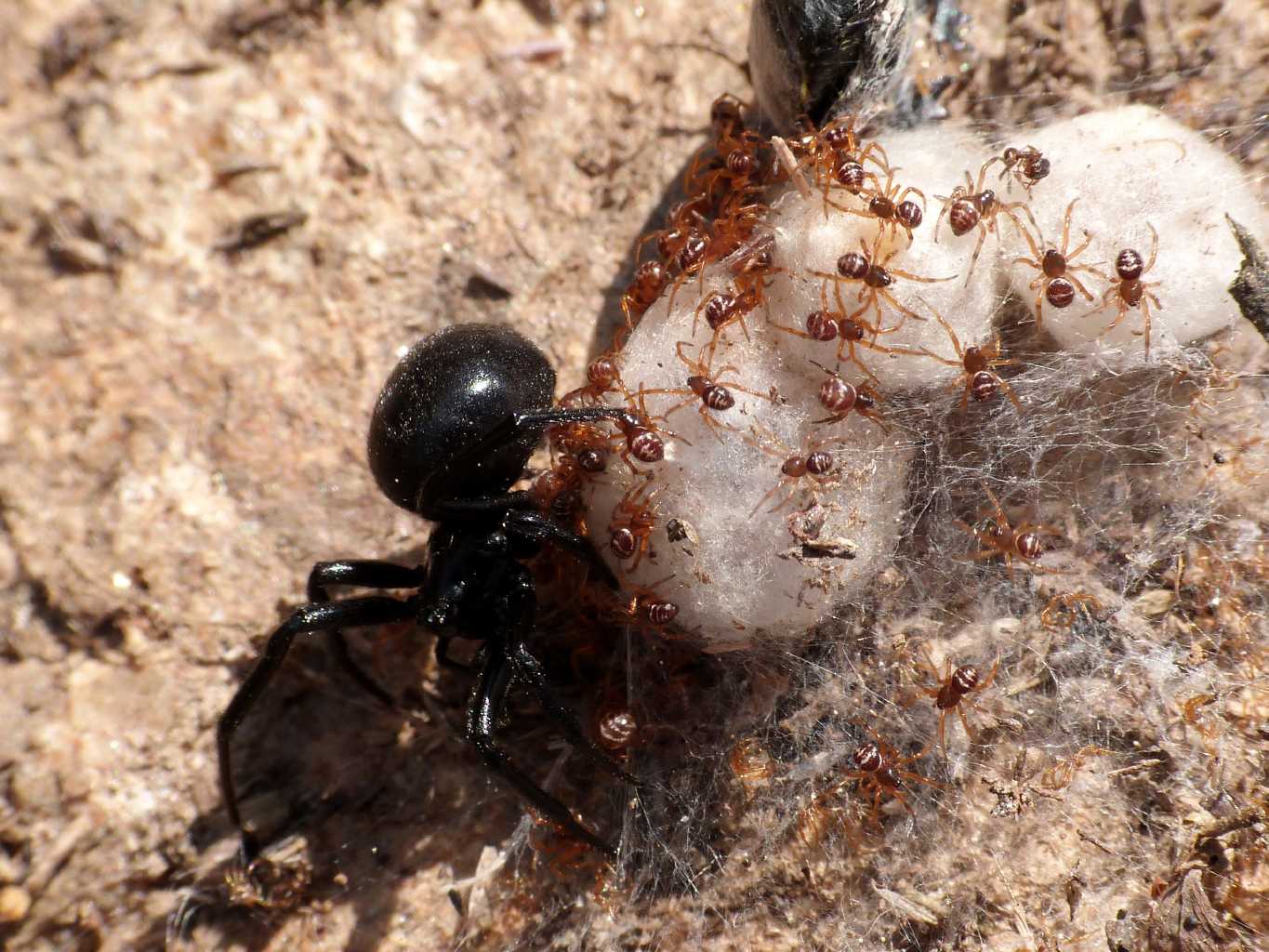 Steatoda paykulliana con prole . S. Teresa Gallura (OT)